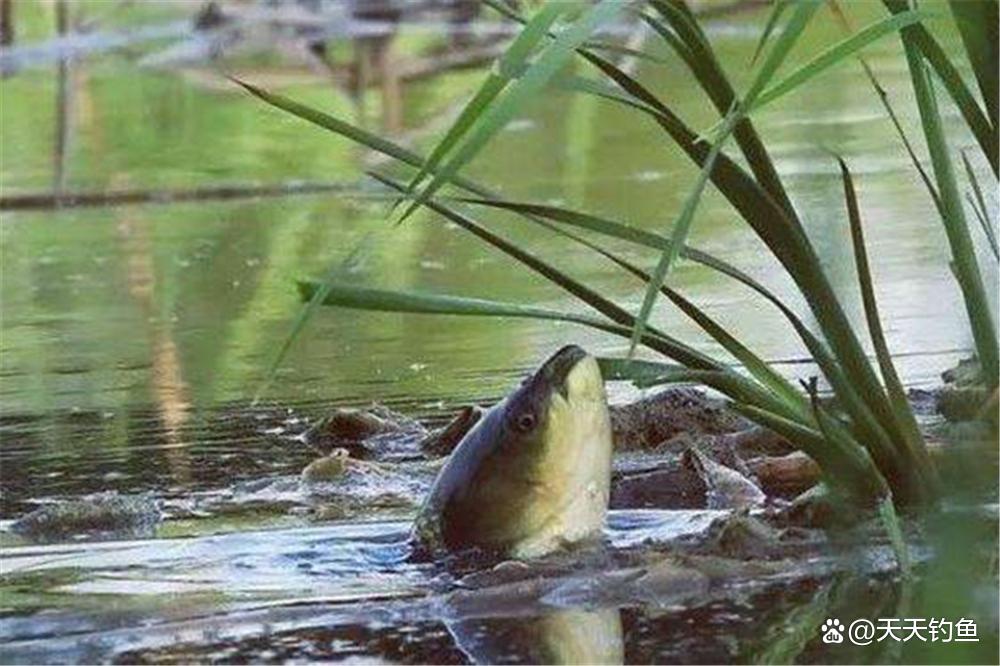 野釣草魚關鍵在于釣法，用對了方法，大草魚連竿上