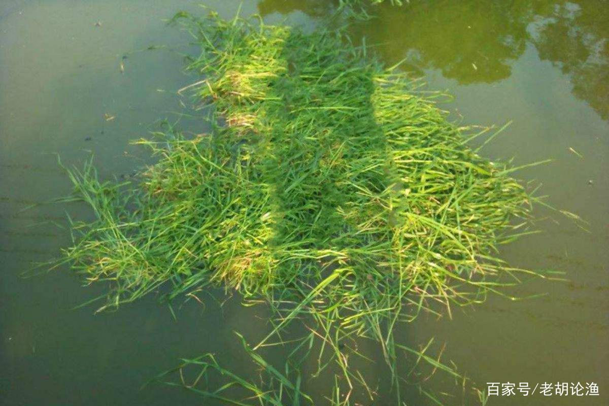 專釣草魚的2個秘訣，咬鉤都是大家伙，再狡猾的魚也不怕