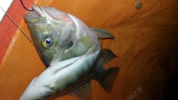 連續做釣六天釣羅非，實戰記錄釣大羅非辦法