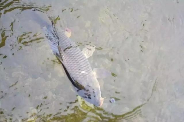 青魚怎么釣？釣青魚4大技巧，一定要學會！
