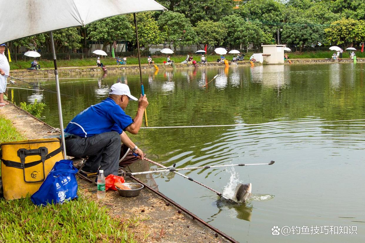 春季釣羅非魚的水深、魚窩和魚餌味型，4個竅門助你釣羅非爆護