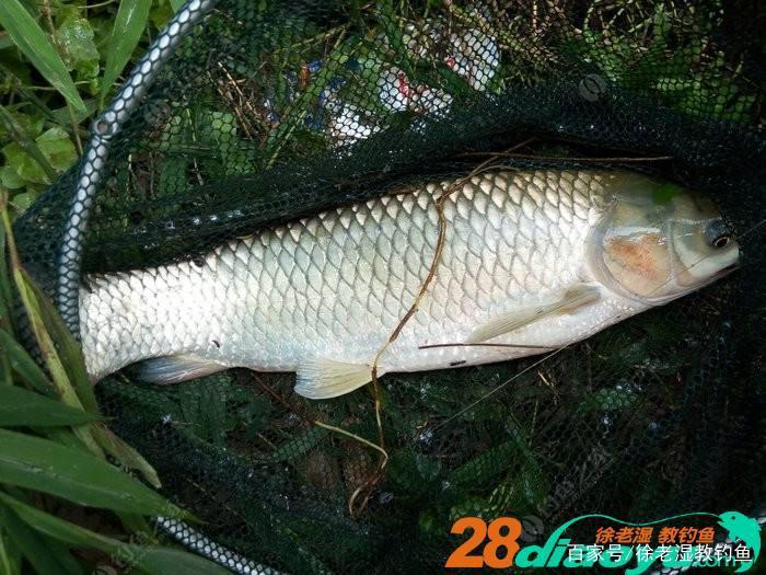 夏天怎么使用手竿野釣草魚，釣草魚哪些技巧？