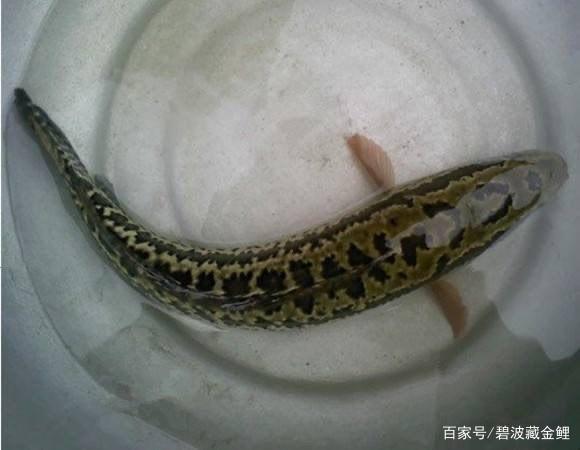 秋天氣溫依舊炎熱，高溫下正是釣黑魚的好時候，手桿釣黑技術分享