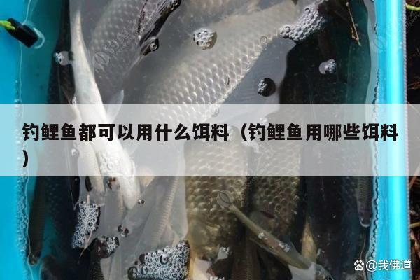 釣鯉魚都可以用什么餌料（釣鯉魚用哪些餌料）