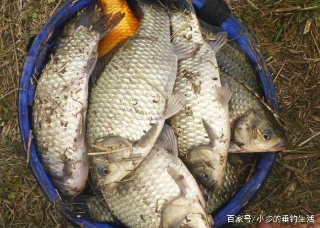 怎樣才能釣到大草魚，教你幾招輕松應對！