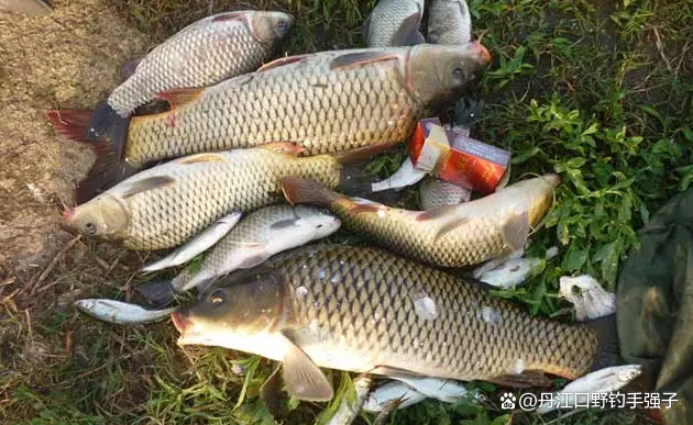 夏釣鯉魚，這三款餌料效果比商品餌好的多，用它打窩誘魚效果翻倍