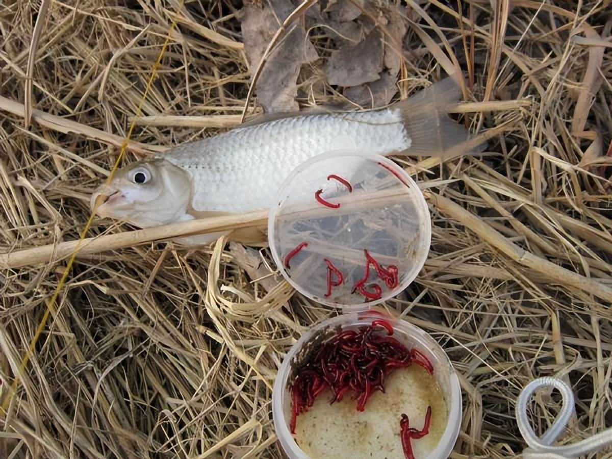 冬釣鯽魚攻略，掌握這5點，新手不用師傅帶