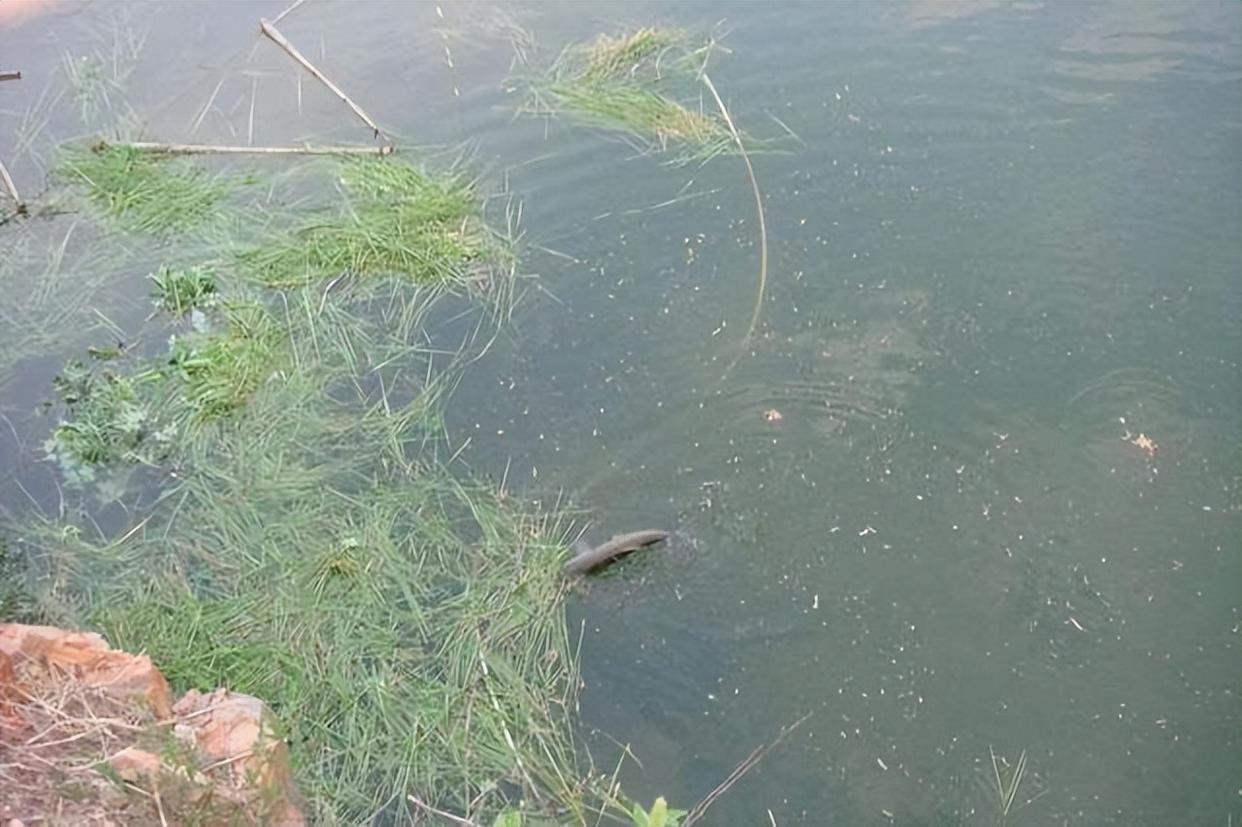秋季釣草魚很難嗎？2個狠招，讓草魚乖乖上岸！