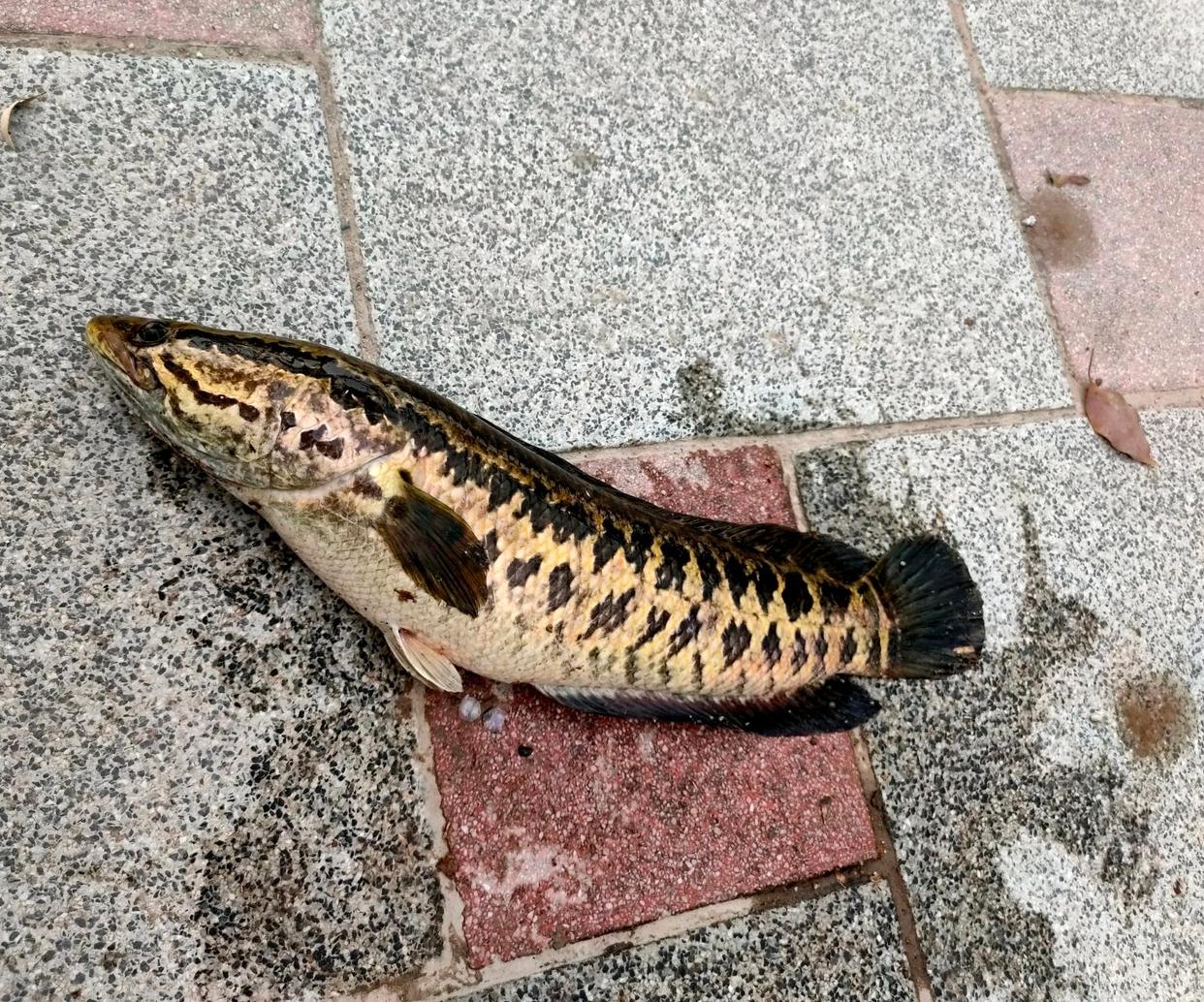 夏季如何釣黑魚？提前打幾個窩子，使用手竿也能釣不少黑魚