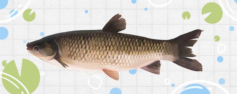 兩米深的水釣草魚應該釣多深，可以釣浮嗎