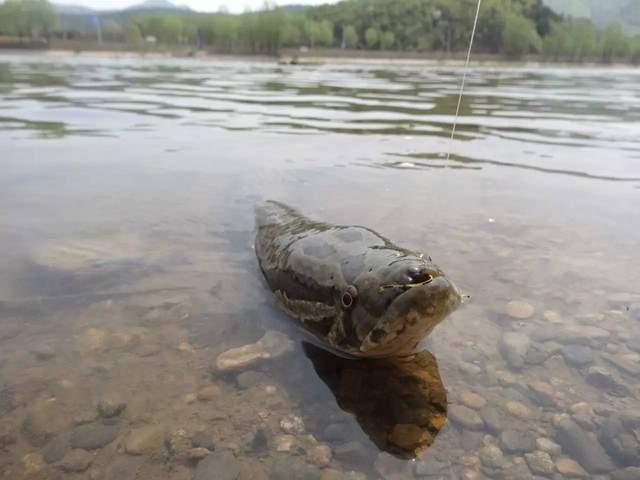 秋季野釣黑魚攻略，多種釣法總有一盤菜，和其他季節不同