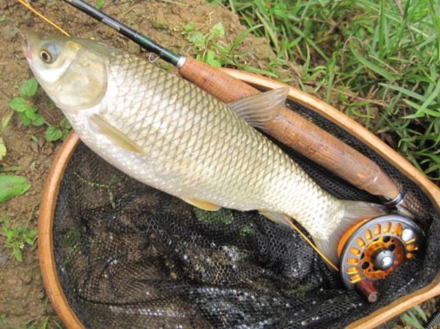 夏季垂釣草魚，5種“中魚率”很高的魚餌，每一種都不錯