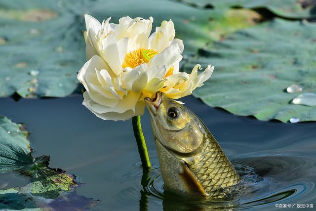 釣草魚方法解析！用對方法釣草魚一點也不難！