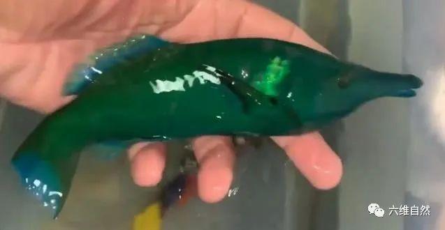 廣東有人海釣到怪魚，一身墨綠色，魚鰭卻閃藍色，看著美麗又危險