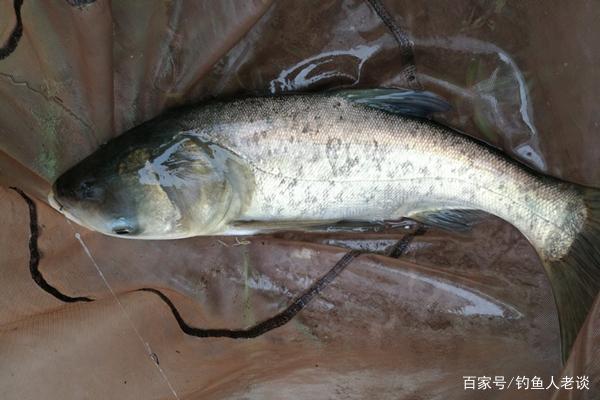 盛夏季節釣鰱鳙，教你5個選釣位的技巧，漁獲“翻倍”