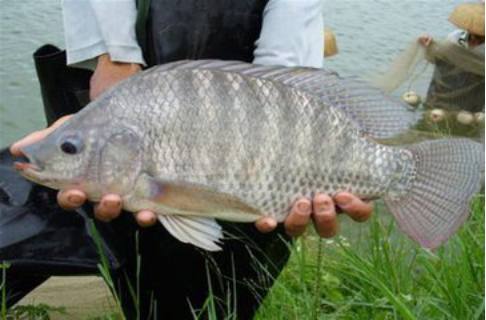 最全的秋季垂釣羅非魚攻略 幫你輕松收獲大羅非成功剿“非”