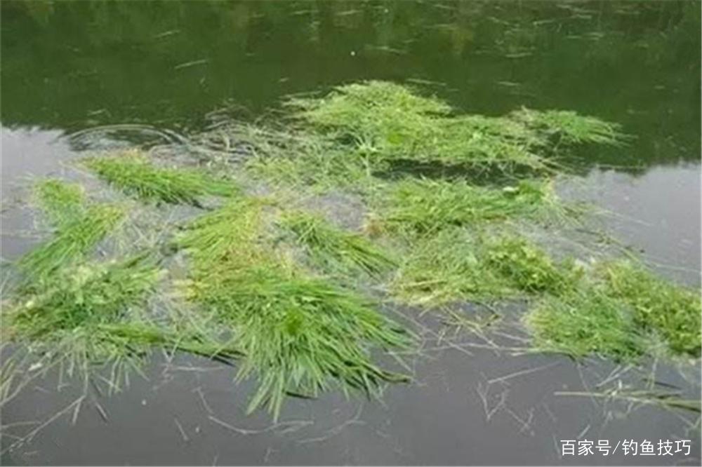 夏季草魚的4種垂釣方法，草魚喜暖怕寒，夏季是垂釣的黃金季節！