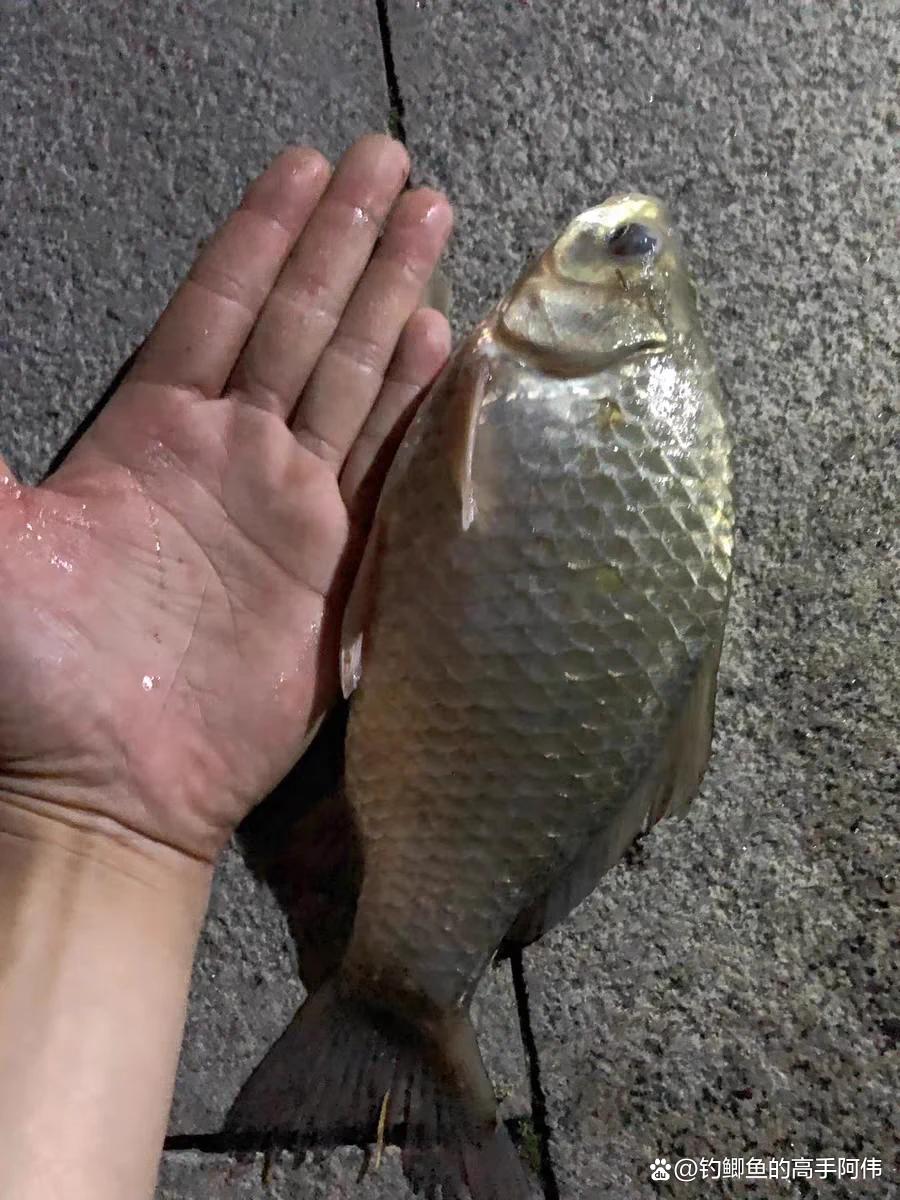 野釣浮漂有什么講究？新手小白有沒有一支浮漂打天下的可能？