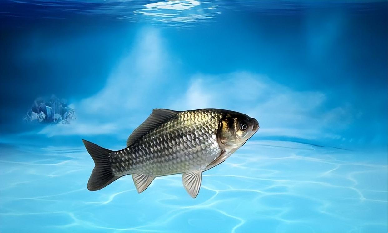 春釣鯽魚底釣長守無口，怎么打破僵局釣得漁獲頗豐？