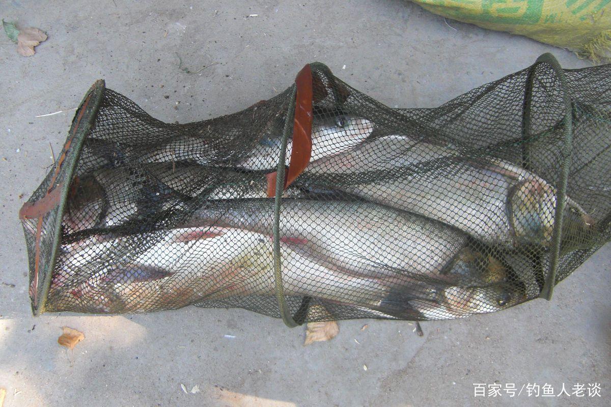 要想釣好鰱鳙，如果不注意這4個細節，再牛的餌料也釣不到魚