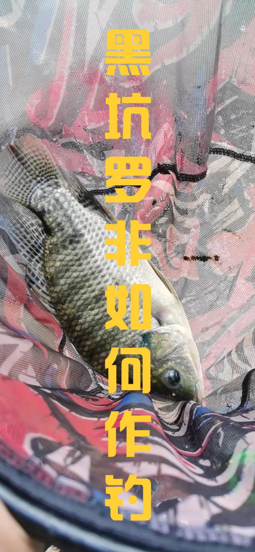 黑坑羅非魚怎么釣才容易上岸？