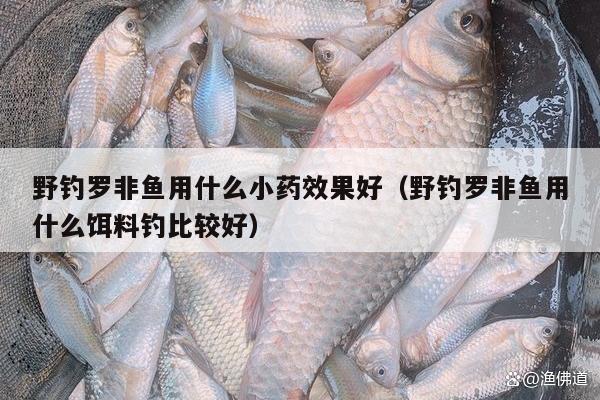 野釣羅非魚用什么小藥效果好（野釣羅非魚用什么餌料釣比較好）