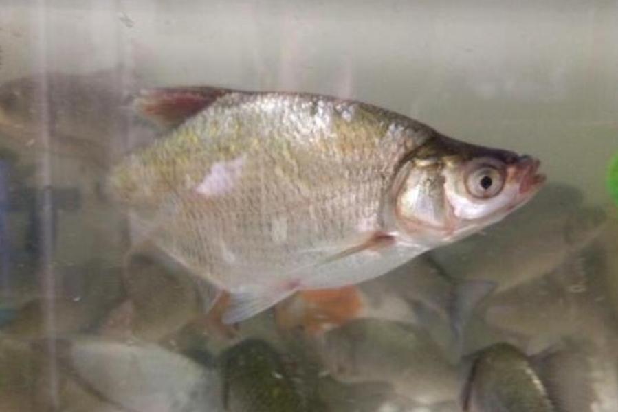 天氣冷，鳊魚反而更好釣？老司機再次提醒，這釣法果然不同凡響