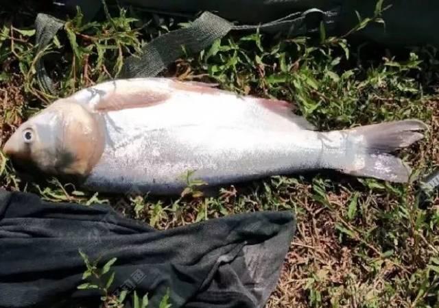 水庫釣鰱鳙，不能錯過的4種釣位！（推薦）