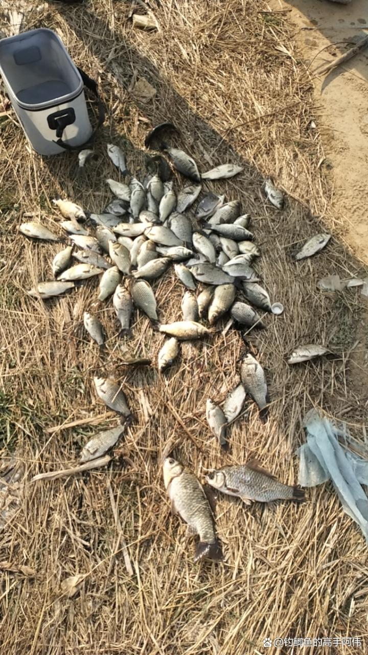 春季釣鯽魚大晴天未必是好天氣，以下幾種天氣反而魚口更好！