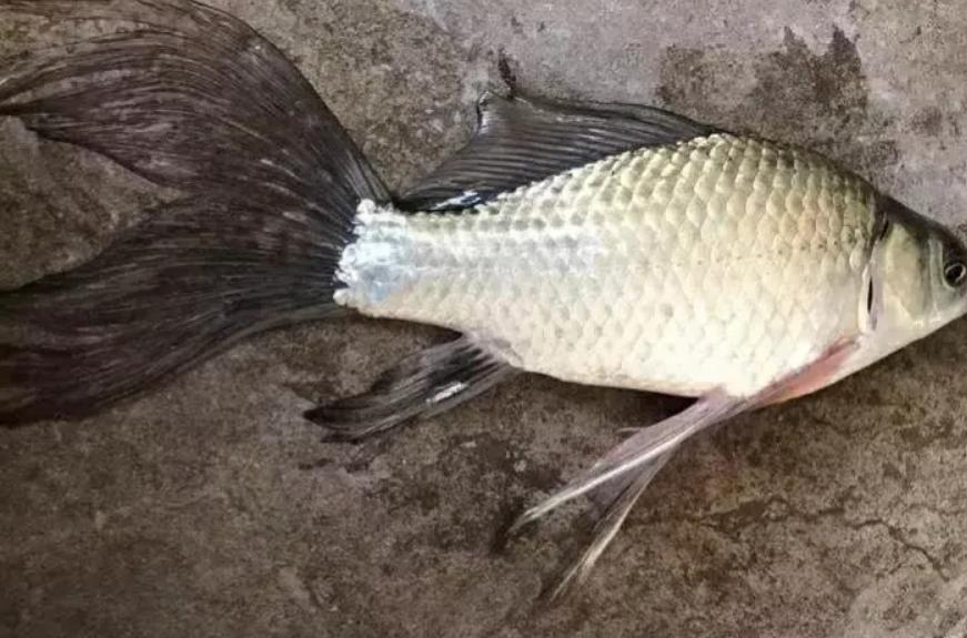 釣友釣到怪異草魚，魚鰭賽長裙，這是草魚出了軌還是金魚劈了腿呢？