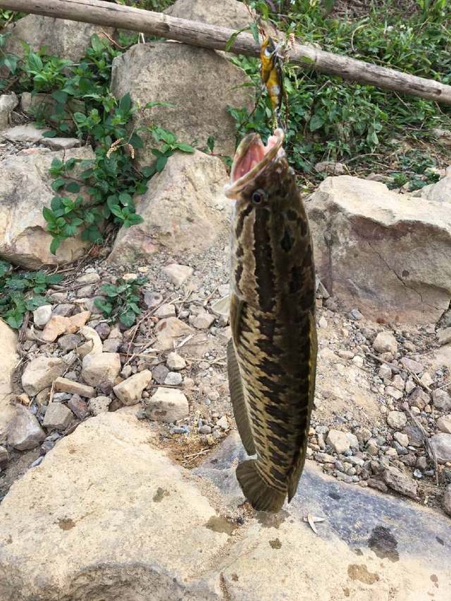 小魚蝦的噩夢黑魚（烏鱧）愛躲在哪？這5處可以迅速找到黑魚窩！