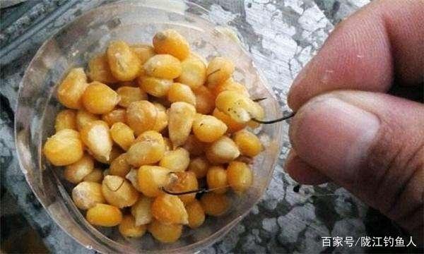 夏天江河野釣大草魚，老釣魚人最喜歡用的方法，新手好好學習吧！