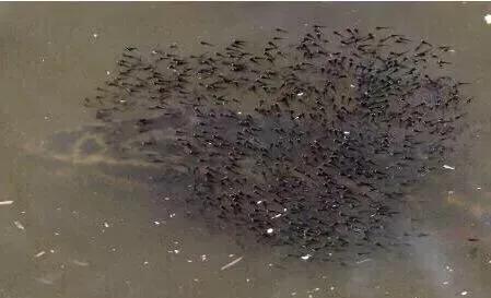 黑魚怎么釣，在什么樣的地方能夠釣到黑魚？
