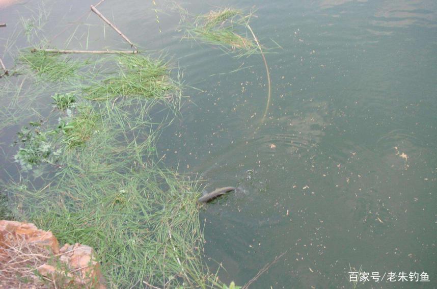 釣魚隨記-淺談怎樣釣好草魚？