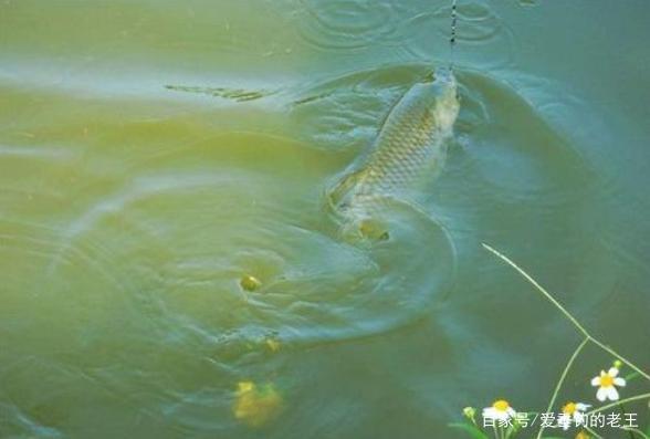 夏季用這兩個方法輕松釣大草魚，兩個魚護都不夠裝！