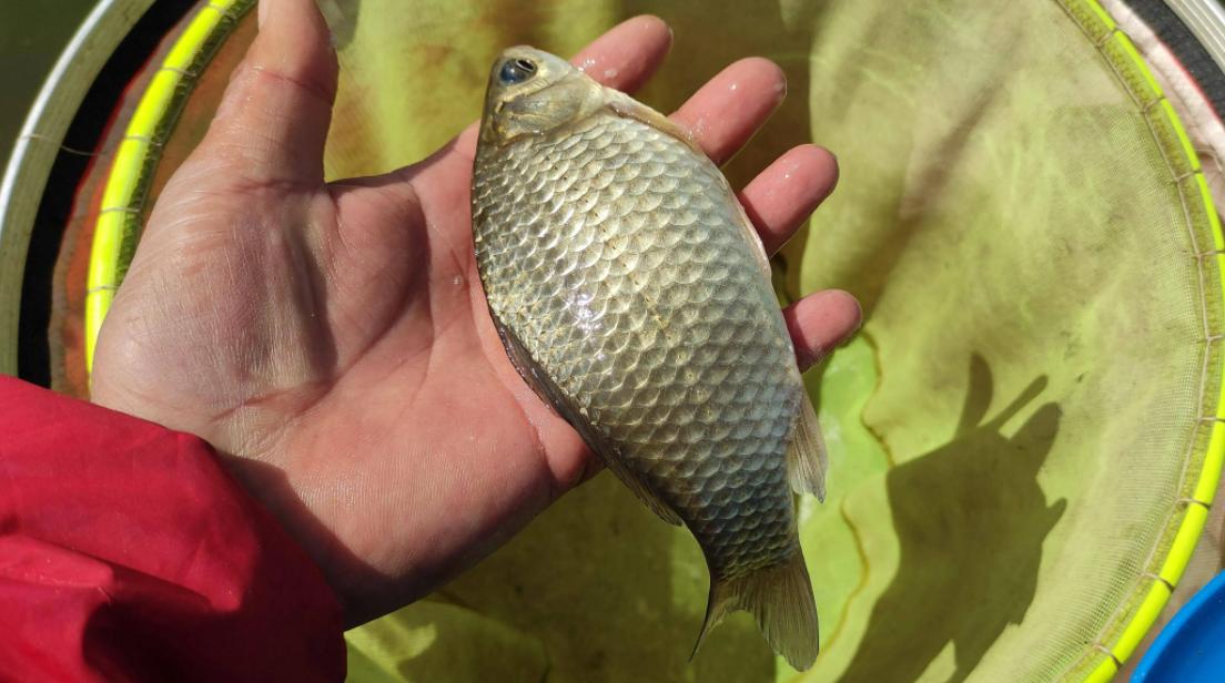 最常見的淡水魚，你認識幾種，釣到過哪些？