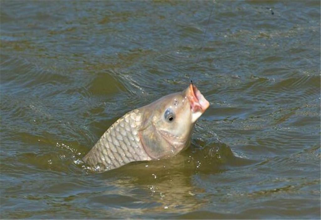 春季釣鯉魚，這3個細節是關鍵，釣魚人別錯過