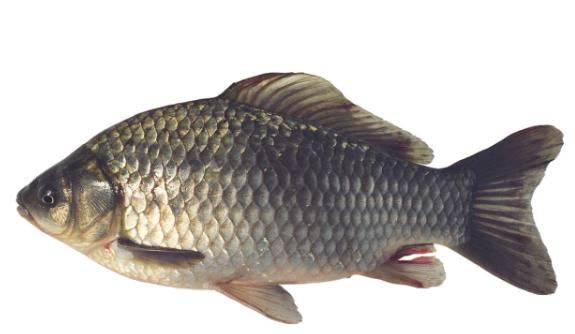 關于釣魚的口訣，你知道多少？一代代釣魚人傳下來的經驗與技巧