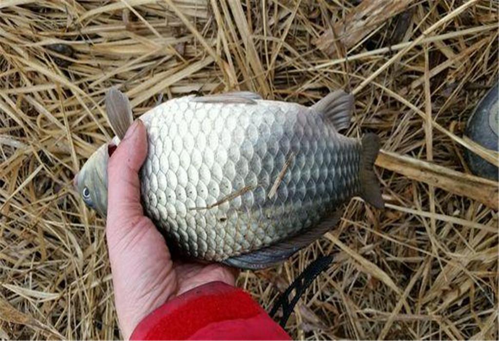 春季釣鯽魚的5大原則，選對了鯽魚成群，選錯了只能空手而歸