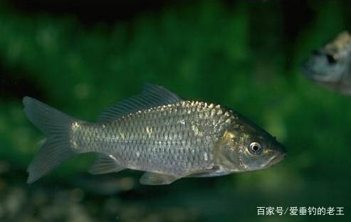 鯽魚、草魚、鯉魚、鯪魚的釣法解密！夏天這樣釣，下竿就上魚
