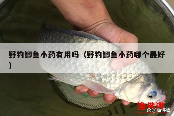 野釣鯽魚小藥有用嗎（野釣鯽魚小藥哪個最好）