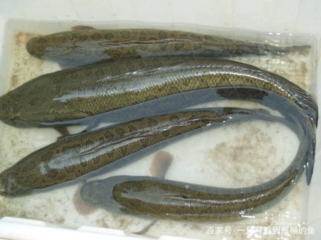 夏季垂釣黑魚應該這樣做，這也太實用了吧，趕快收藏起來！