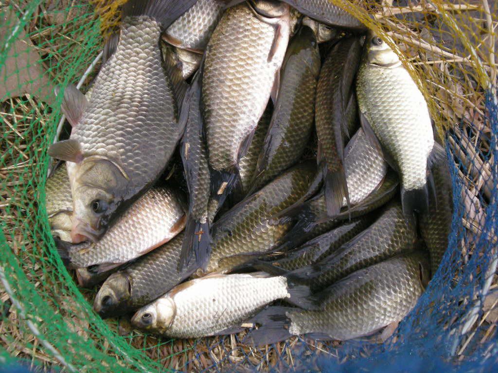 夏天釣鯽魚的主要技巧有哪些？同水域多次蹲守，終于揪出關鍵所在