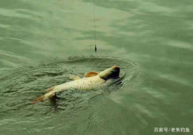 釣魚隨記-野釣鯉魚方法