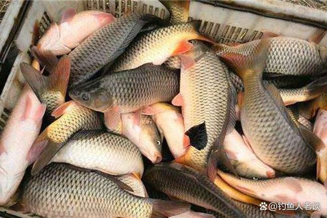 黑坑釣鯉魚怎么樣才能比別人釣的更多？這6點小細節千萬不可忽視