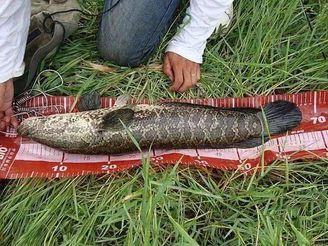 這幅圖上的6條魚你都認識嗎？能認全的說明你是個老釣手