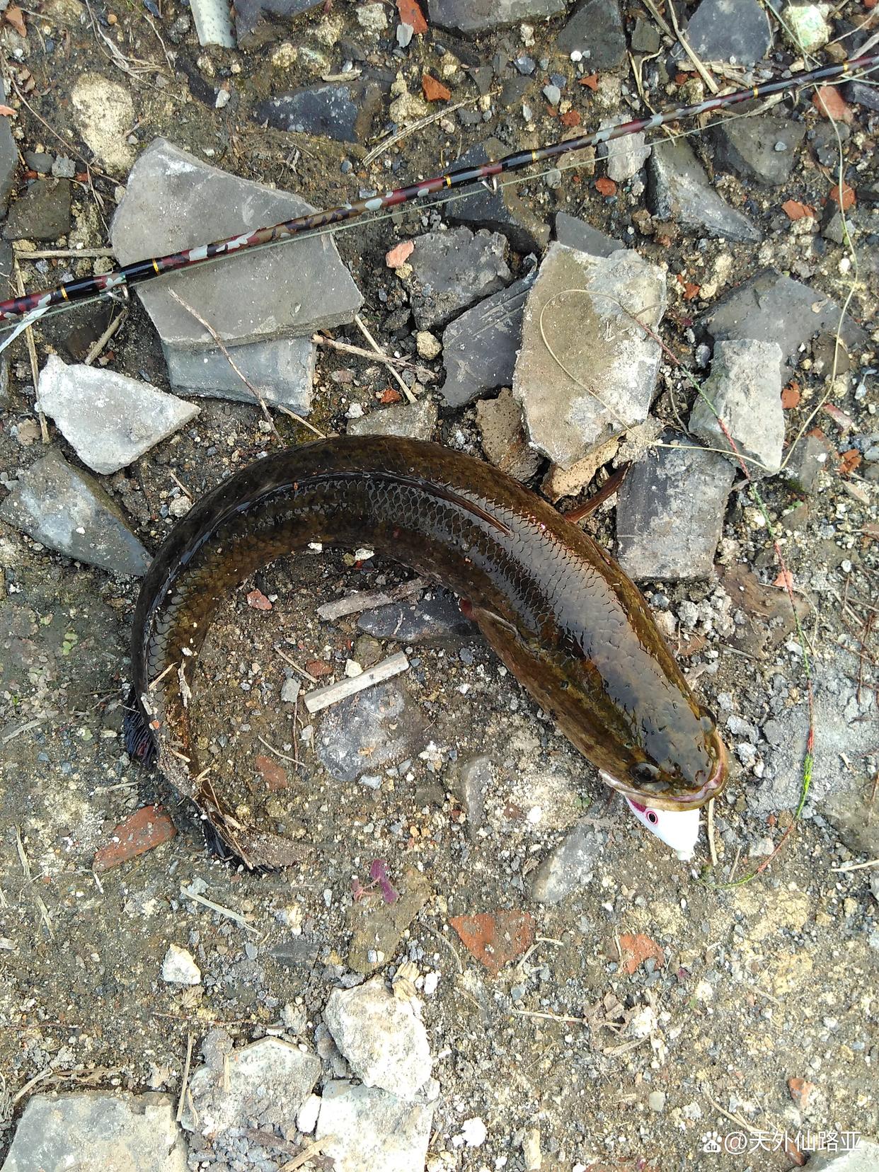 黑魚，七星魚，南鱧怎么釣？給你介紹迷你雷釣法（路亞）