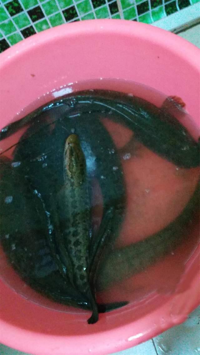 暮春野釣黑魚全攻略，裝備簡單釣法也簡單，一次釣幾條不難