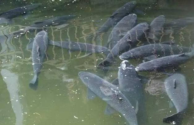 黑坑釣青魚？很刺激，釣費高，難上岸，想不被盤規避兩個巨坑