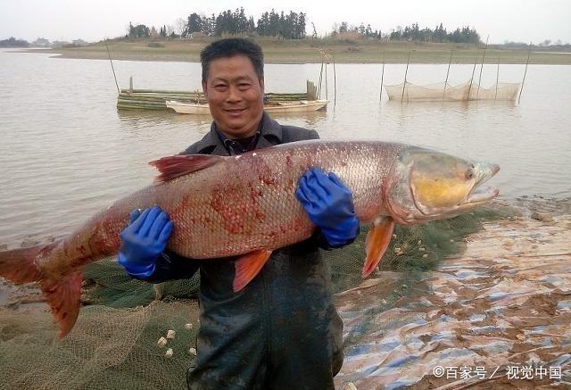 釣鳡魚選釣位‘淡水之王’路亞釣技巧方法分享，非常實用
